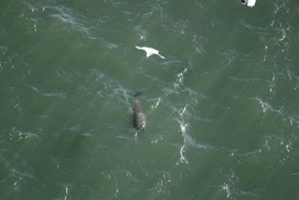 Missing Picture